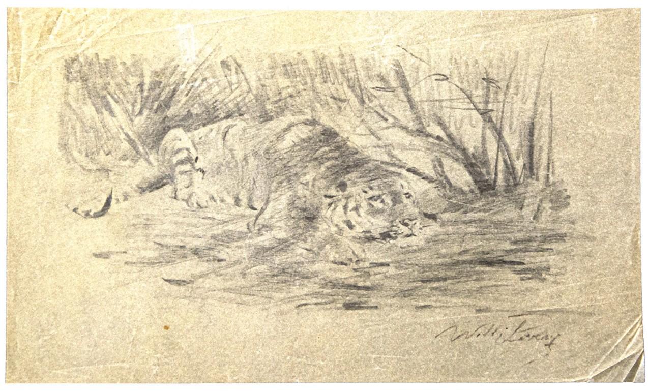 Tiger - Original Pencil on Paper by Wilhelm Lorenz - 1950s