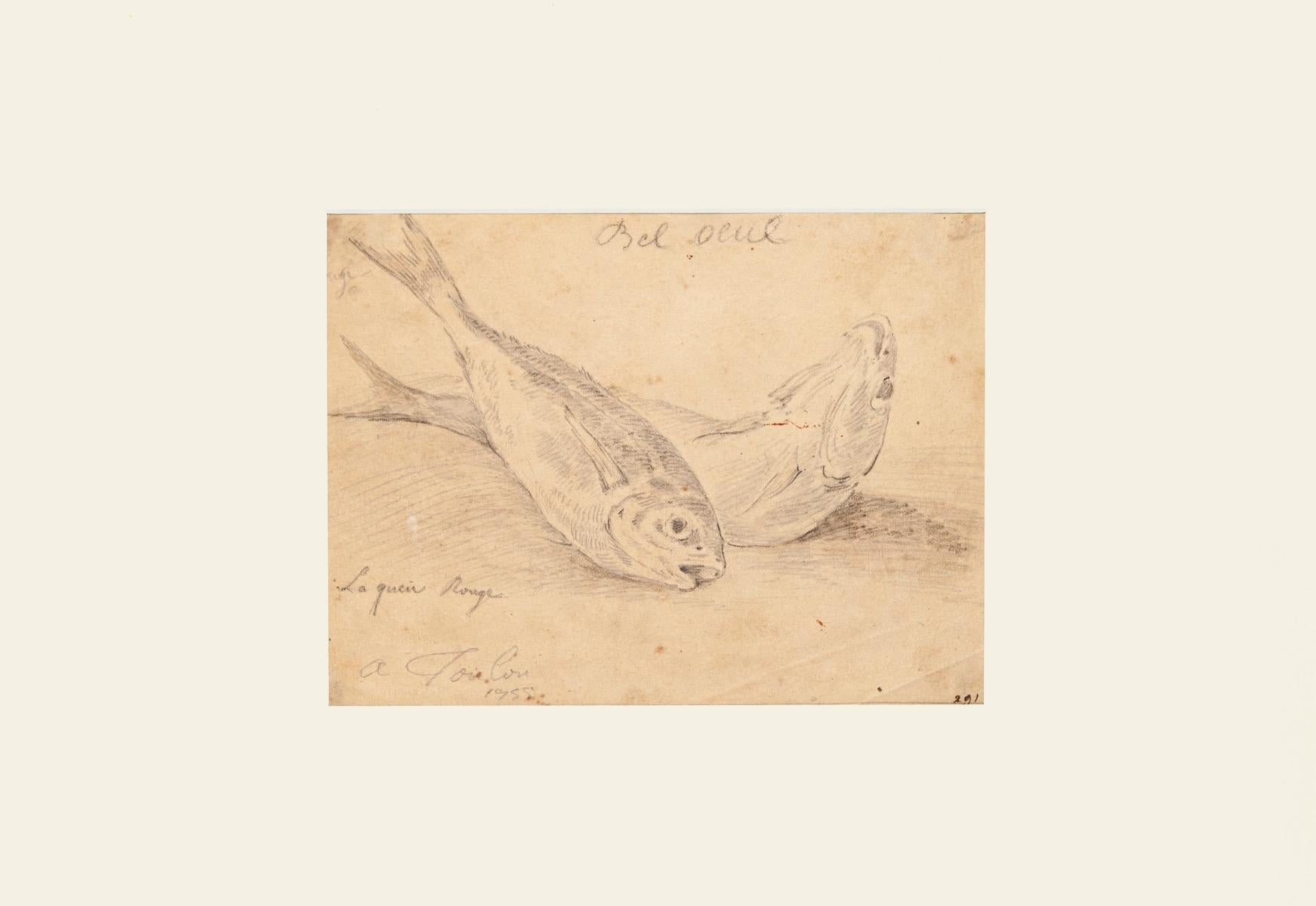 Le poisson - Crayon sur papier de J. P. Verdussen - 1775 environ