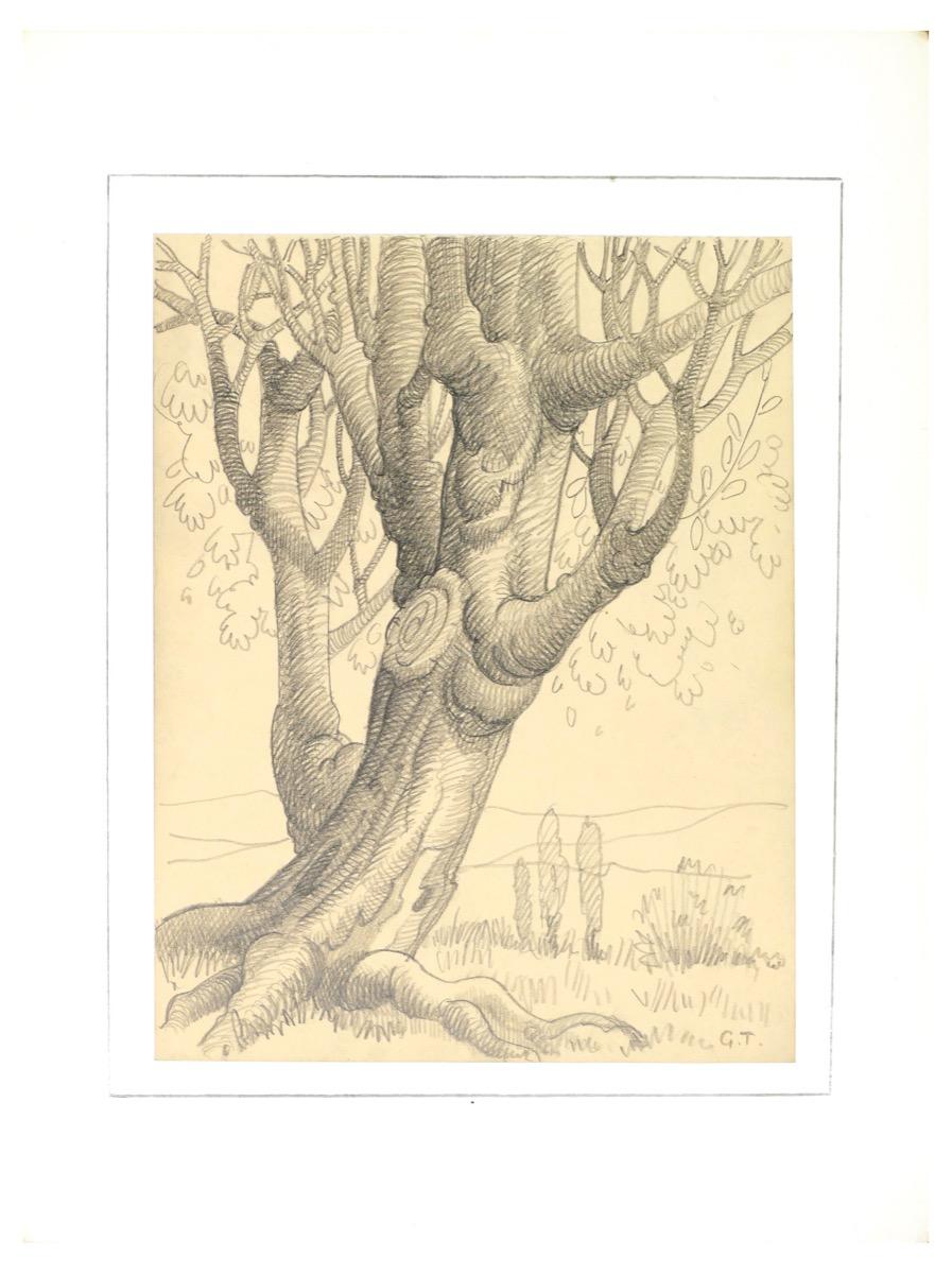 Tree - dessin original au crayon de George-Henri Tribout - début du XXe siècle