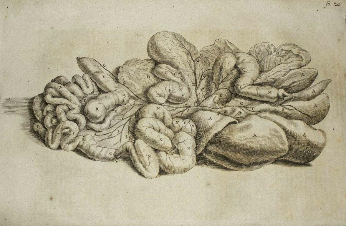 The Internal Organs -  De Humani Corporis Fabrica - by Andrea Vesalio - 1642
