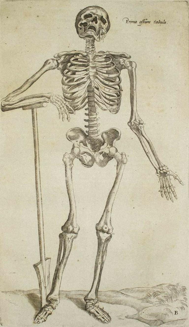 Andrea Vesalio Figurative Print - The Human Skeleton - Original Etching from "De Humani Corporis Fabrica"- 1642