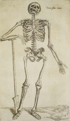 The Human Skeleton - Original Etching from "De Humani Corporis Fabrica"- 1642