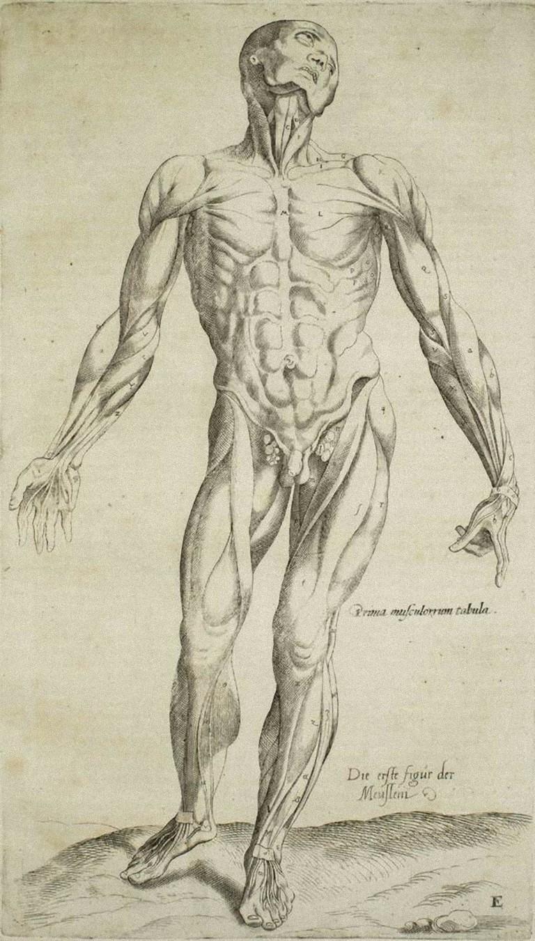 The Human Body -  De Humani Corporis Fabrica- by Andrea Vesalio - 1642