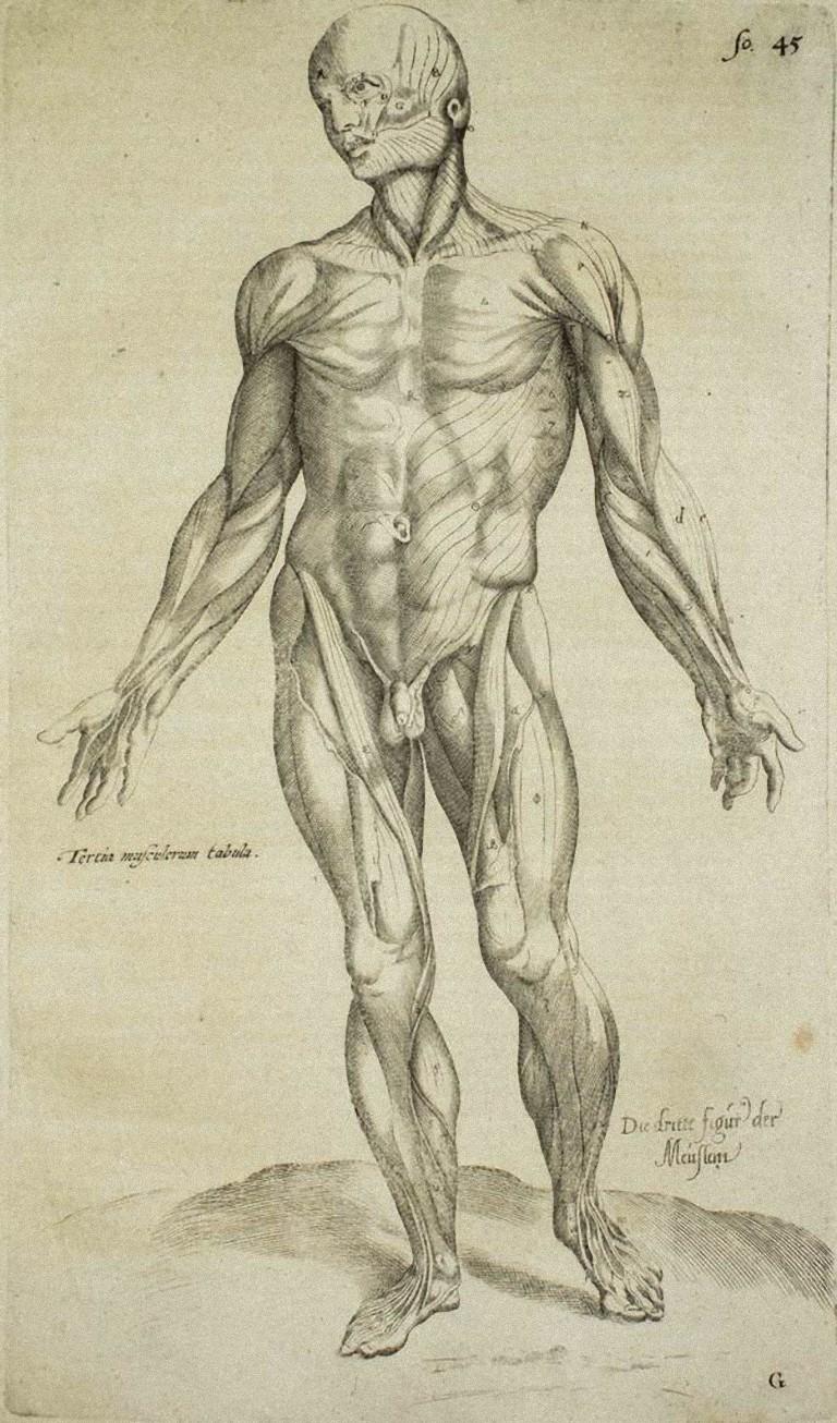 The Human Body is an original etching realized as plate no. 10 of Andrea Vesalio's "De Humani Corporis Fabrica".  
The "De Humani Corporis Fabrica is commonly considered a major advance in the history of medicine and anatomy in particular, as well