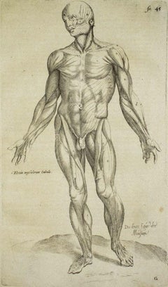 Le corps humain - De Humani Corporis Fabrica - par Andrea Vesalio - 1642