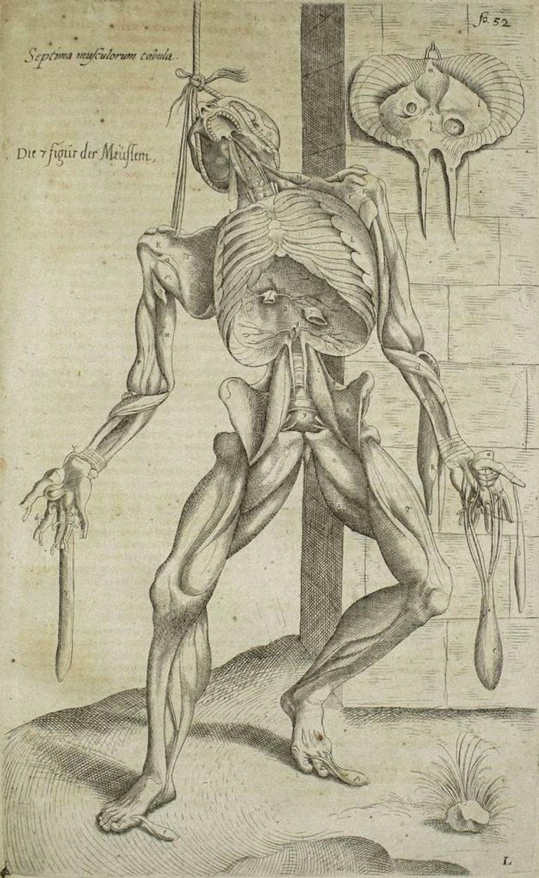 Andrea Vesalio Figurative Print - Human Skeleton and Muscles -  De Humani Corporis Fabrica by A. Vesalio - 1642