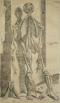 Antique The Human Skeleton -  De Humani Corporis Fabrica by Andrea Vesalio - 1642