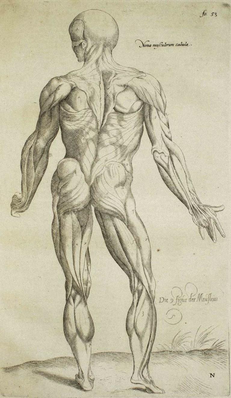Figurative Print di Andrea Vesalio - Muscoli umani -  da "De Humani Corporis Fabrica" - 1642