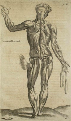 The Posterior Muscles -  De Humani Corporis Fabrica - by A. Vesalio - 1642