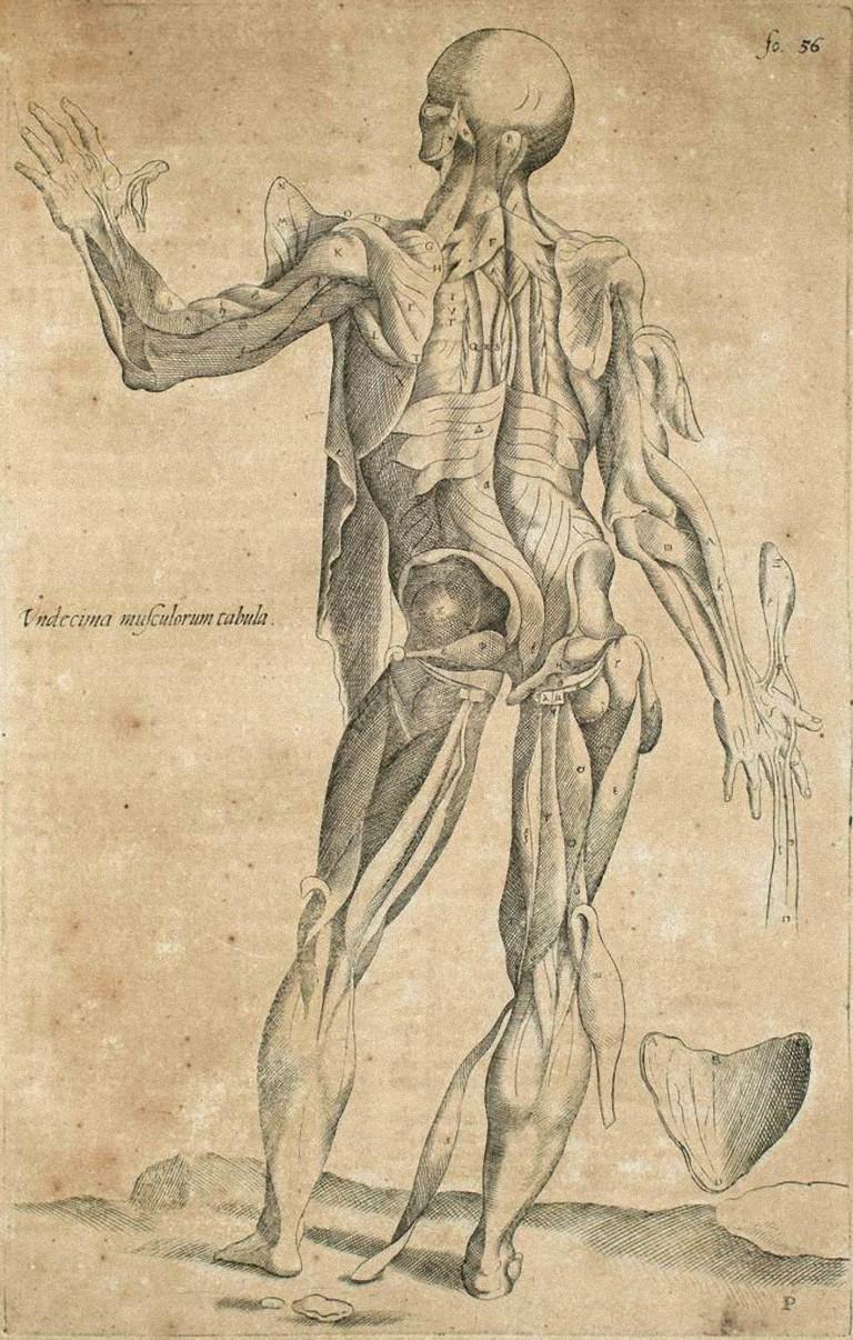 The Legaments and Muscles - from "De Humani Corporis Fabrica" - 1642