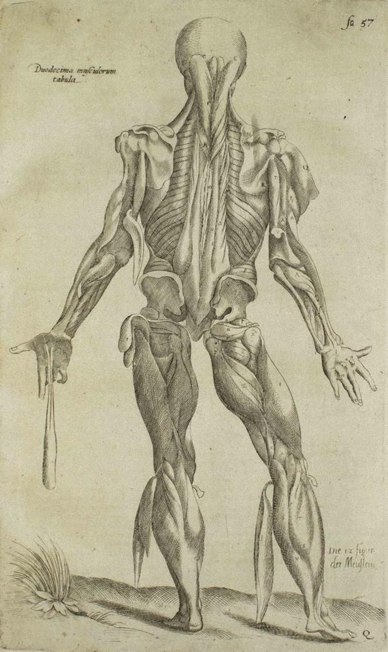 Human Back Muscles - De Humani Corporis Fabrica - by A. Vesalio - 1642 - Art by Andrea Vesalio
