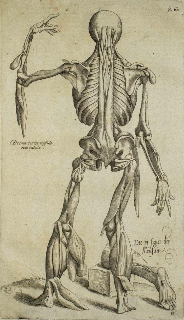 Le Squelette humain est une gravure originale réalisée comme planche n° 20 du "De Humani Corporis Fabrica" d'Andrea Vesalio.  
Le "De Humani Corporis Fabrica" est communément considéré comme une avancée majeure dans l'histoire de la médecine et de