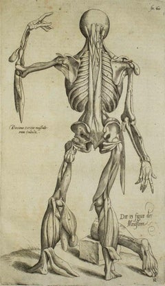 Used The Human Skeleton - De Humani Corporis Fabrica - by Andrea Vesalio - 1642