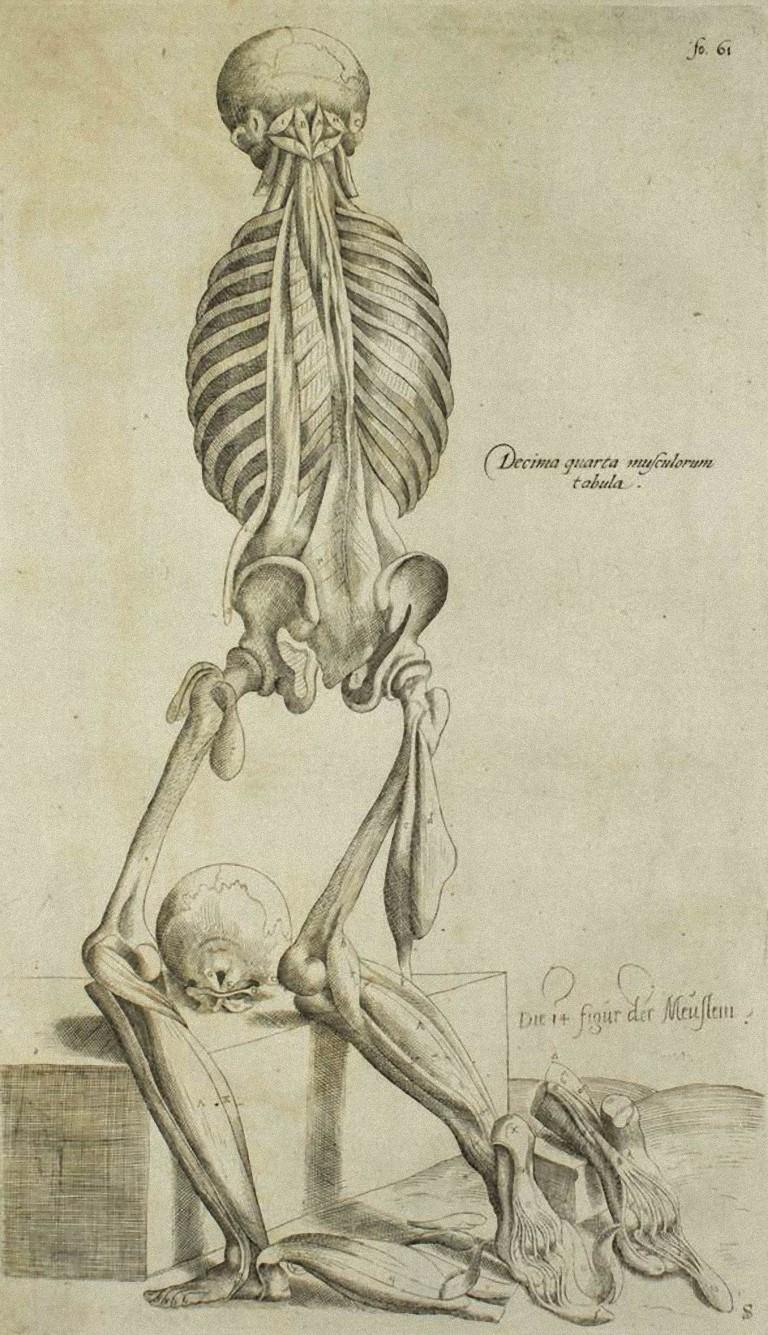 Lo scheletro umano è un'incisione originale realizzata come lastra n. 21 del "De Humani Corporis Fabrica" di Andrea Vesalio.  
Il "De Humani Corporis Fabrica" è comunemente considerato un importante progresso nella storia della medicina e
