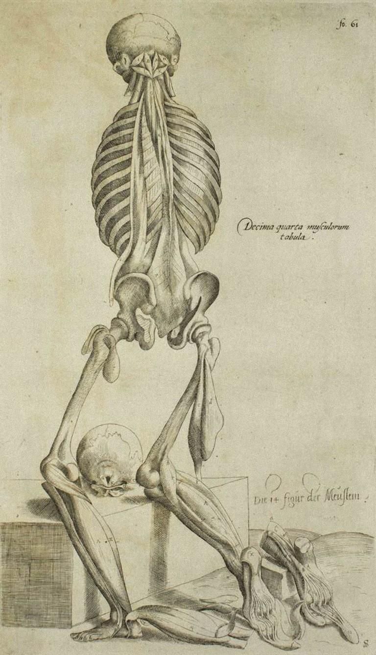 The Human Skeleton is an original etching realized as plate no. 21 of Andrea Vesalio's "De Humani Corporis Fabrica".  
The "De Humani Corporis Fabrica is commonly considered a major advance in the history of medicine and anatomy in particular, as