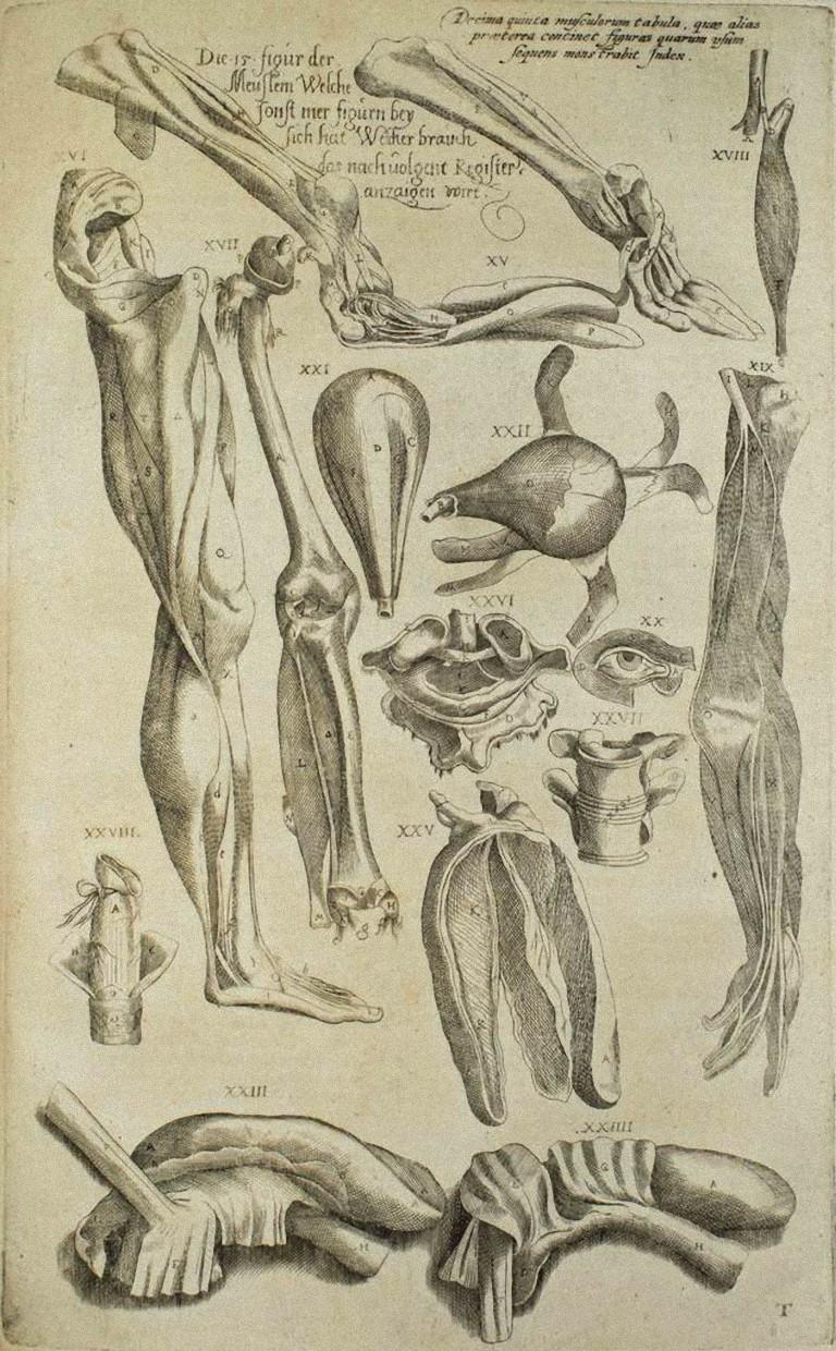 Andrea Vesalio Abstract Painting - Anatomical Studies -  De Humani Corporis Fabrica - by A. Vesalio - 1642