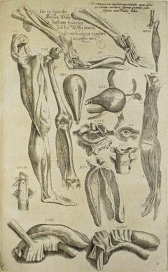 Études anatomiques  De Humani Corporis Fabrica - par A. Vesalio - 1642