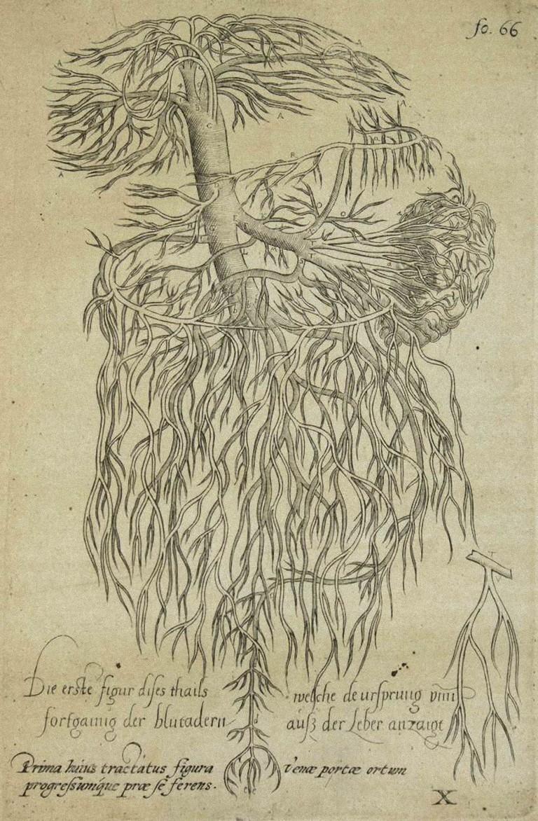 foro di vesalio