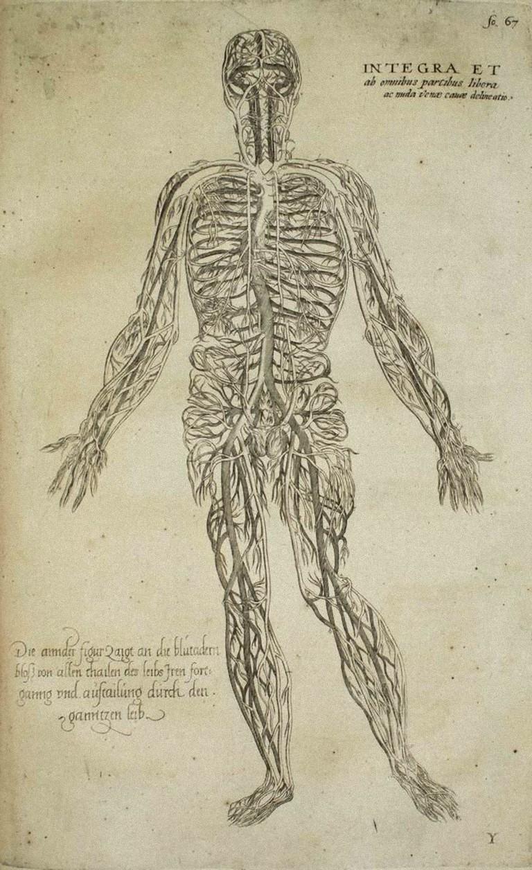 The Circulatory System -  De Humani Corporis Fabrica - by Andrea Vesalio - 1642