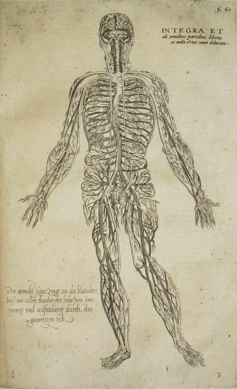 Le système circulatoire est une gravure originale réalisée comme planche n° 25 du "De Humani Corporis Fabrica" d'Andrea Vesalio. 
Il s'agit de l'une des représentations anatomiques du corps humain les plus célèbres et les plus emblématiques de l'ère
