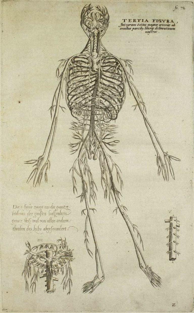 Lo Scheletro Umano è un'incisione originale realizzata come lastra n. 34 del "De Humani Corporis Fabrica" di Andrea Vesalio.  Il "De Humani Corporis Fabrica" è comunemente considerato un importante progresso nella storia della medicina e