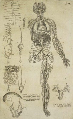 The Circulatory System - De Humani Corporis Fabrica - by Andrea Vesalio - 1642