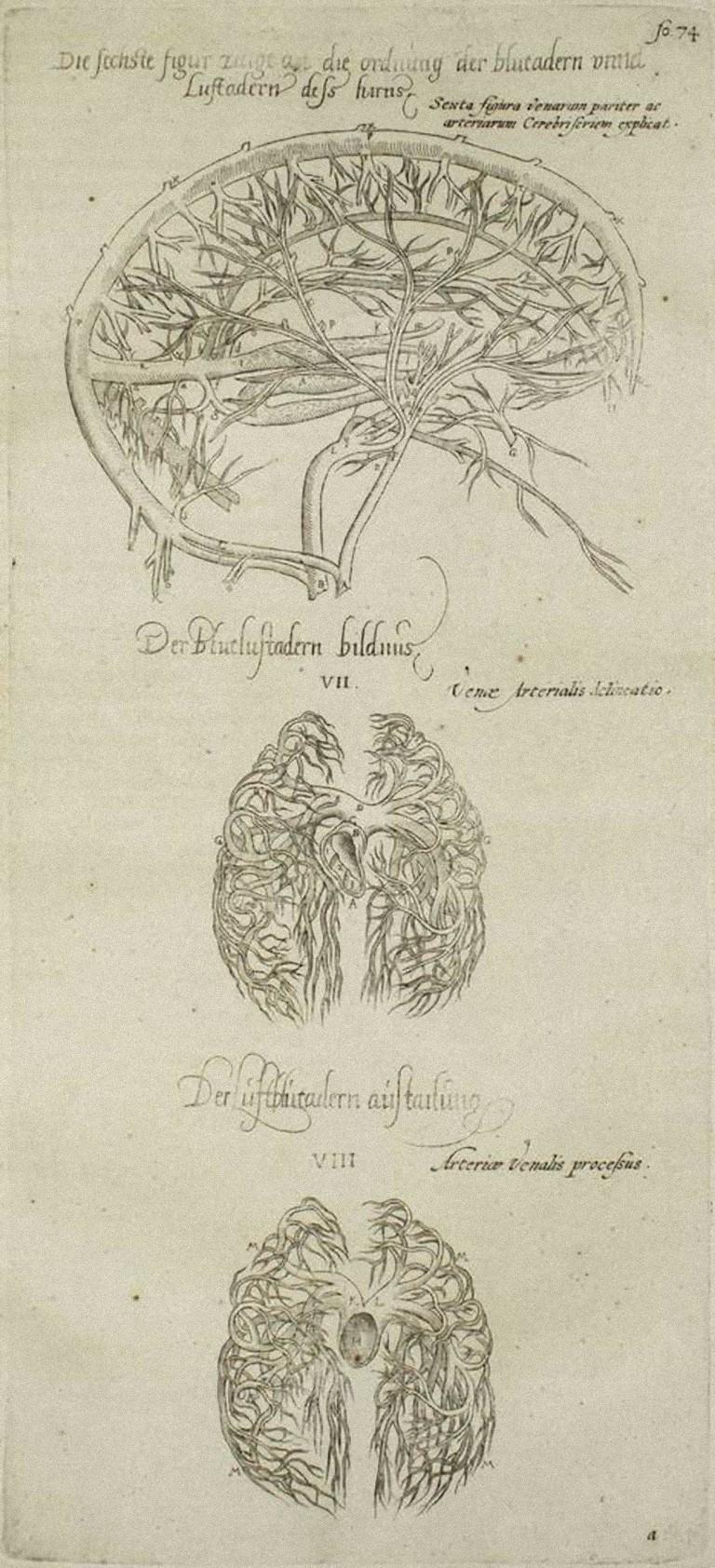Le Cerveau est une gravure originale réalisée comme planche n° 28 du "De Humani Corporis Fabrica" d'Andrea Vesalio.  
Le "De Humani Corporis Fabrica" est communément considéré comme une avancée majeure dans l'histoire de la médecine et de l'anatomie