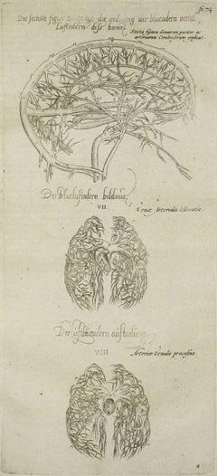 Antique The Brain -  De Humani Corporis Fabrica by Andrea Vesalio - 1642