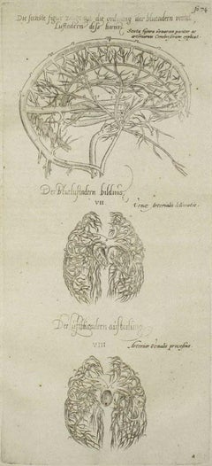 Le bracelet -  De Humani Corporis Fabrica par Andrea Vesalio - 1642