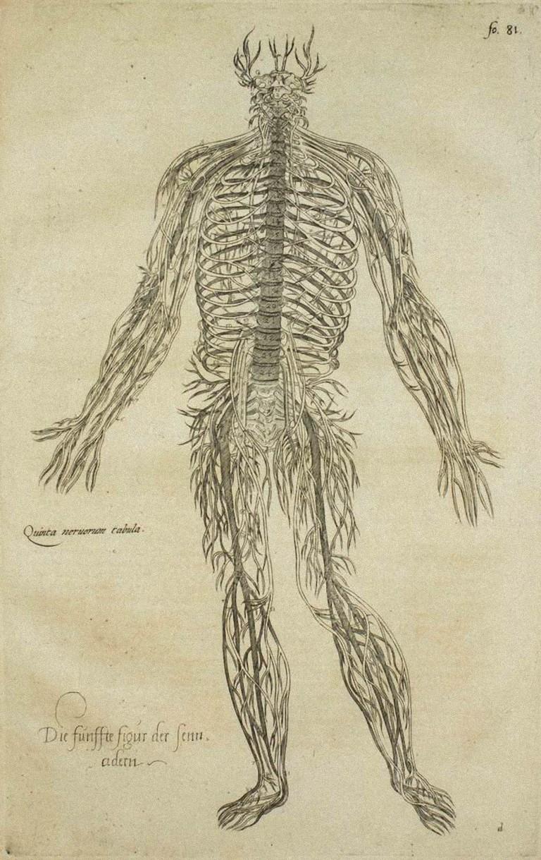 Andrea Vesalio Figurative Print - The Circulatory System - De Humani Corporis Fabrica - by A. Vesalio - 1642
