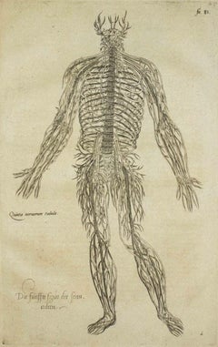 The Circulatory System - De Humani Corporis Fabrica - by A. Vesalio - 1642