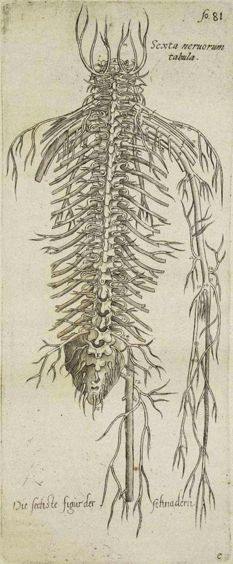Andrea Vesalio Figurative Print - The Circulatory System - From "De Humani Corporis Fabrica"  - 1642