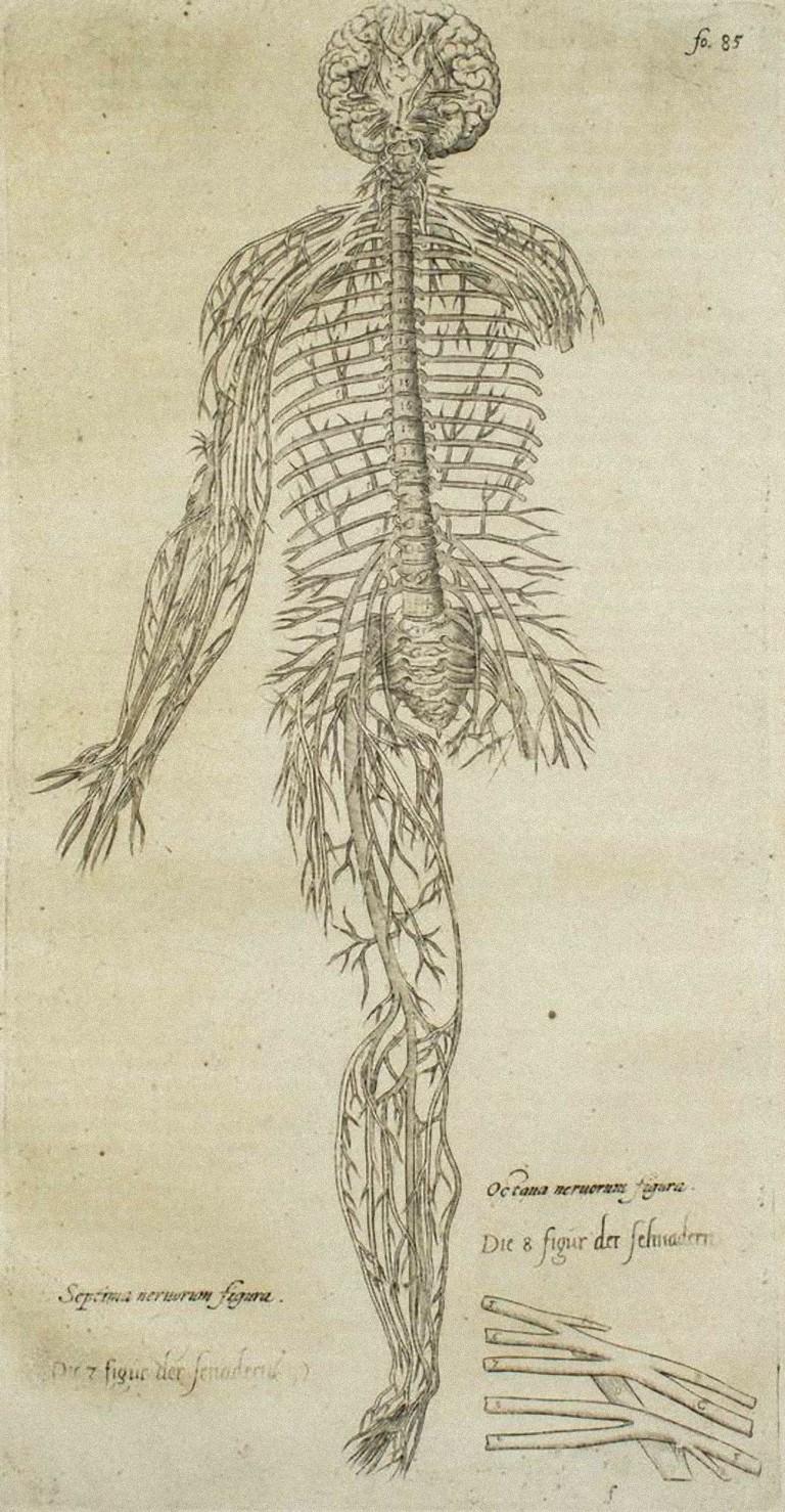 Figurative Print Andrea Vesalio - Le système circulaire - De Humani Corporis Fabrica par A. Vesalio - 1642