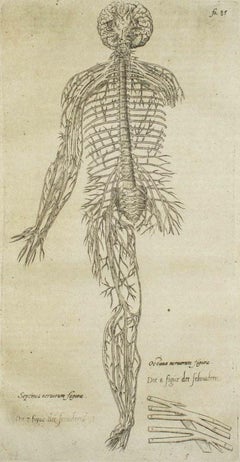 The Circulatory System - From "De Humani Corporis Fabrica by A. Vesalio - 1642