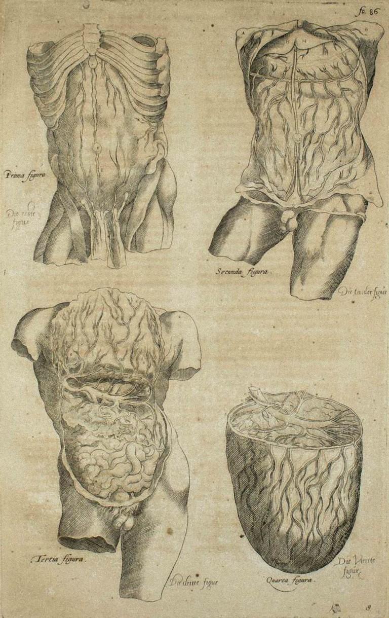 Le corps humain est une gravure originale réalisée en tant que planche no. 33 de l'ouvrage "De Humani Corporis Fabrica" d'Andrea Vesalio.  Le "De Humani Corporis Fabrica" est communément considéré comme une avancée majeure dans l'histoire de la