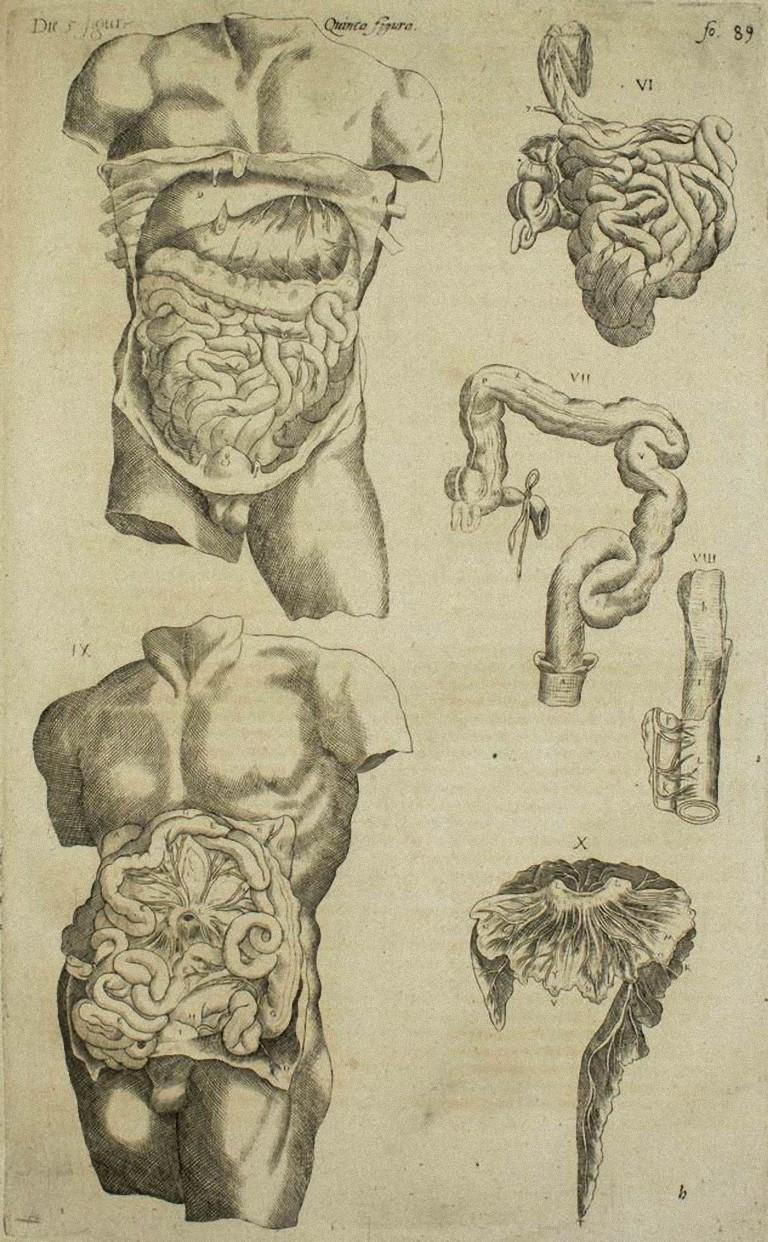 The Digestive System - De Humani Corporis Fabrica - by A. Vesalio - 1642