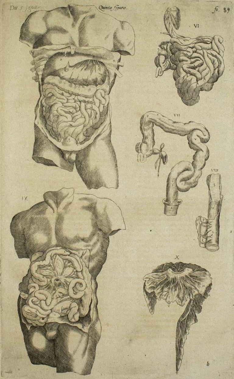 Figurative Print de Andrea Vesalio - El aparato digestivo - De Humani Corporis Fabrica - por A. Vesalio - 1642