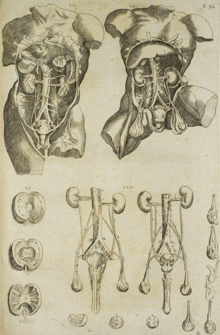Andrea Vesalio Figurative Print - The Internal Organs -  From "De Humani Corporis Fabrica" - by A. Vesalio - 1642