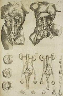 Antique The Internal Organs -  From "De Humani Corporis Fabrica" - by A. Vesalio - 1642