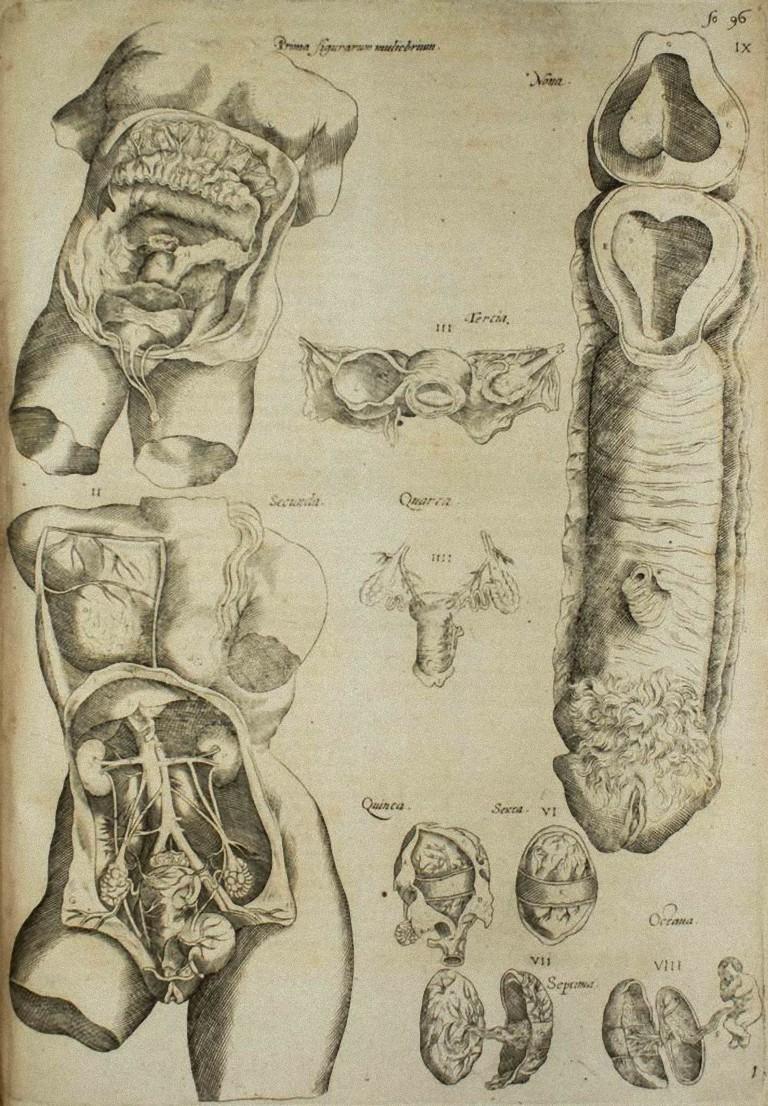 Les organes internes est une gravure originale réalisée en tant que planche n° 37 du "De Humani Corporis Fabrica" d'Andrea Vesalio. 37 du "De Humani Corporis Fabrica" d'Andrea Vesalio. 
Le "De Humani Corporis Fabrica" est communément considéré comme