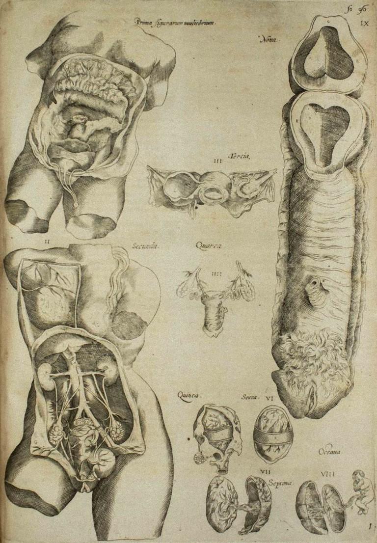 Gli Organi Interni è un'incisione originale realizzata come lastra n. 37 del "De Humani Corporis Fabrica" di Andrea Vesalio. 
Il "De Humani Corporis Fabrica" è comunemente considerato un importante progresso nella storia della medicina e