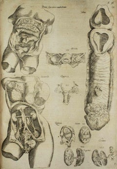 Antique The Internal Organs -  De Humani Corporis Fabrica - by Andrea Vesalio - 1642