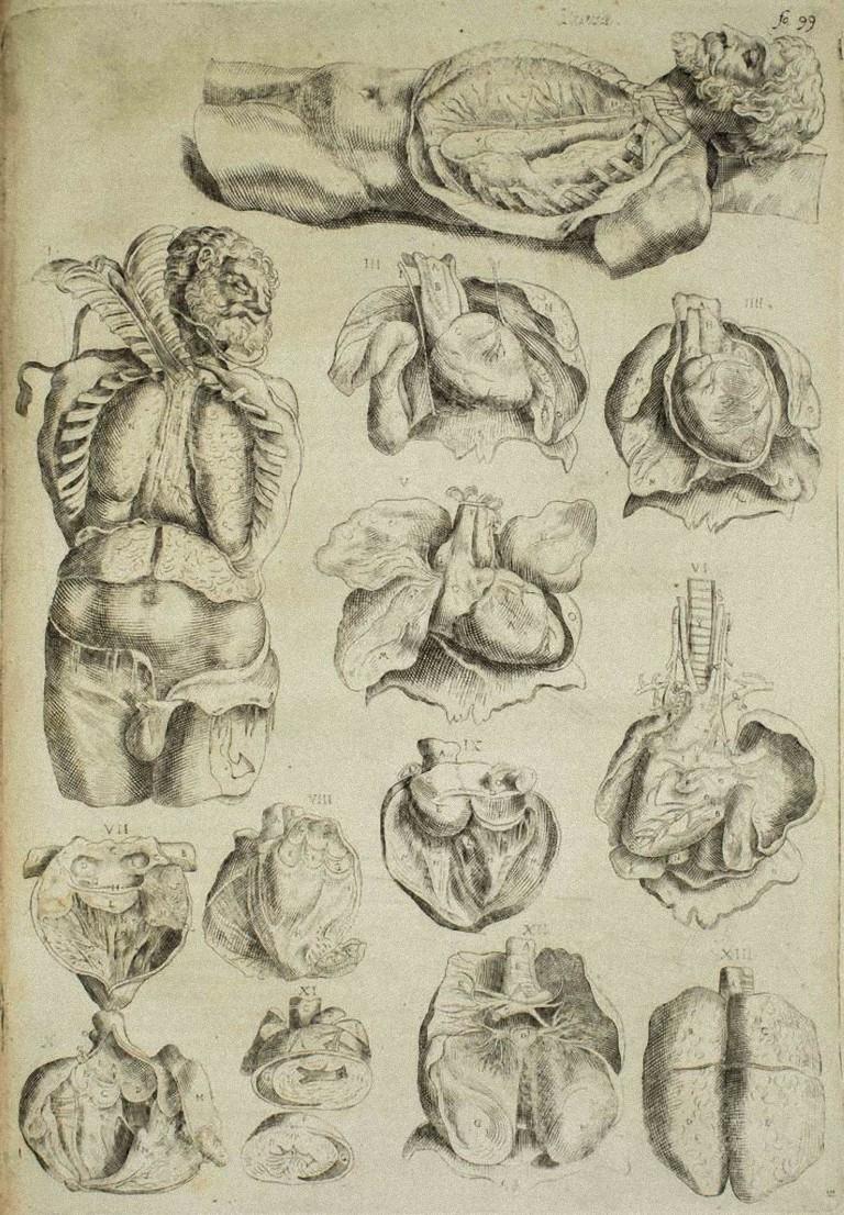 Andrea Vesalio Figurative Print - The Organs - Etching -De Humani Corporis Fabrica - by A. Vesalio - 1642