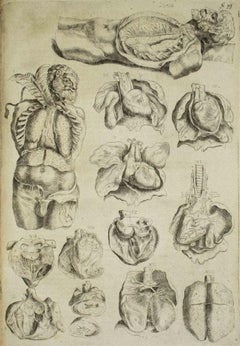 Antique The Organs - Etching -De Humani Corporis Fabrica - by A. Vesalio - 1642