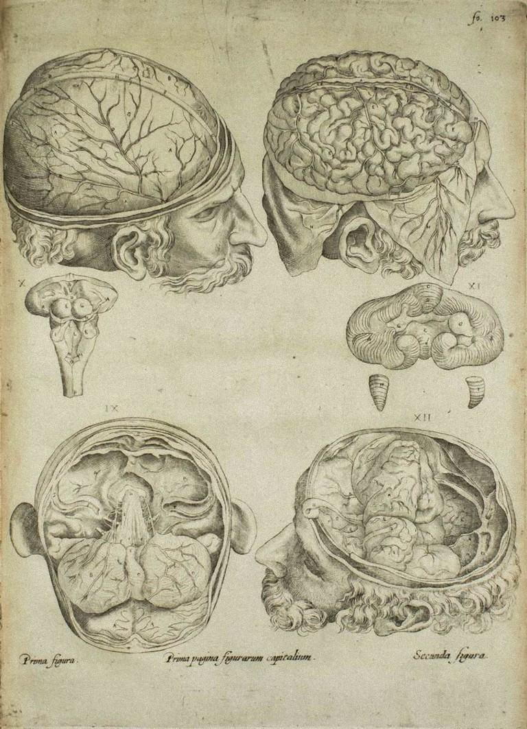 Le Cerveau est une gravure originale réalisée comme planche no. 39 de l'ouvrage "De Humani Corporis Fabrica" d'Andrea Vesalio.  
Le "De Humani Corporis Fabrica" est communément considéré comme une avancée majeure dans l'histoire de la médecine et de