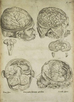Antique The Brain -  De Humani Corporis Fabrica - by Andrea Vesalio - 1642