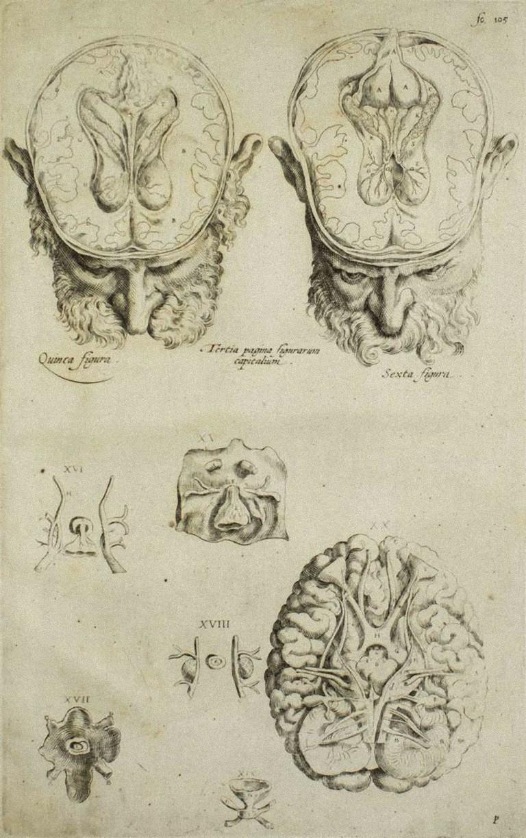 Le Cerveau est une gravure originale réalisée comme planche no. 41 de l'ouvrage "De Humani Corporis Fabrica" d'Andrea Vesalio.  

Le "De Humani Corporis Fabrica" est communément considéré comme une avancée majeure dans l'histoire de la médecine et