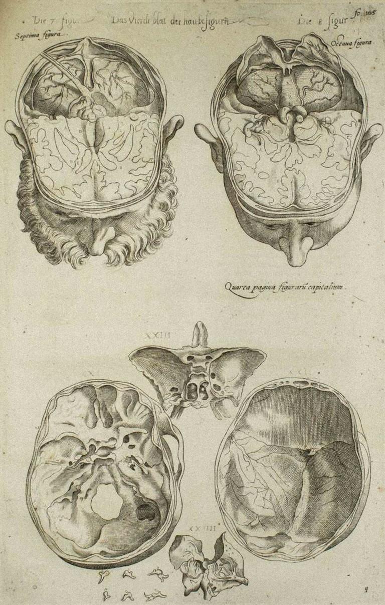 Andrea Vesalio Figurative Print - The Brain - De Humani Corporis Fabrica Tav. 42 - Original Etching - 1642