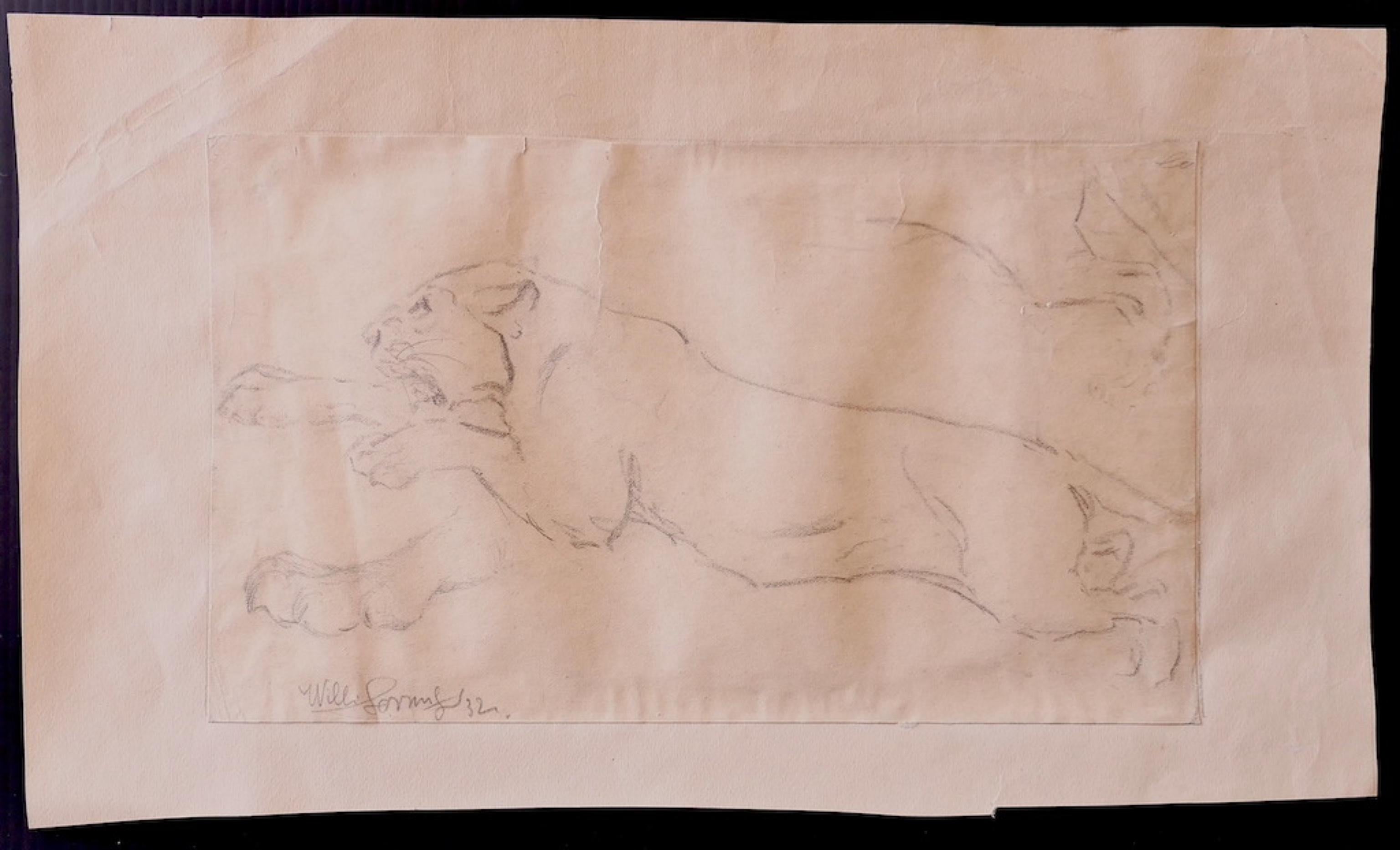 Étude du lion - dessin original au crayon par Wilhelm Lorenz - 1933