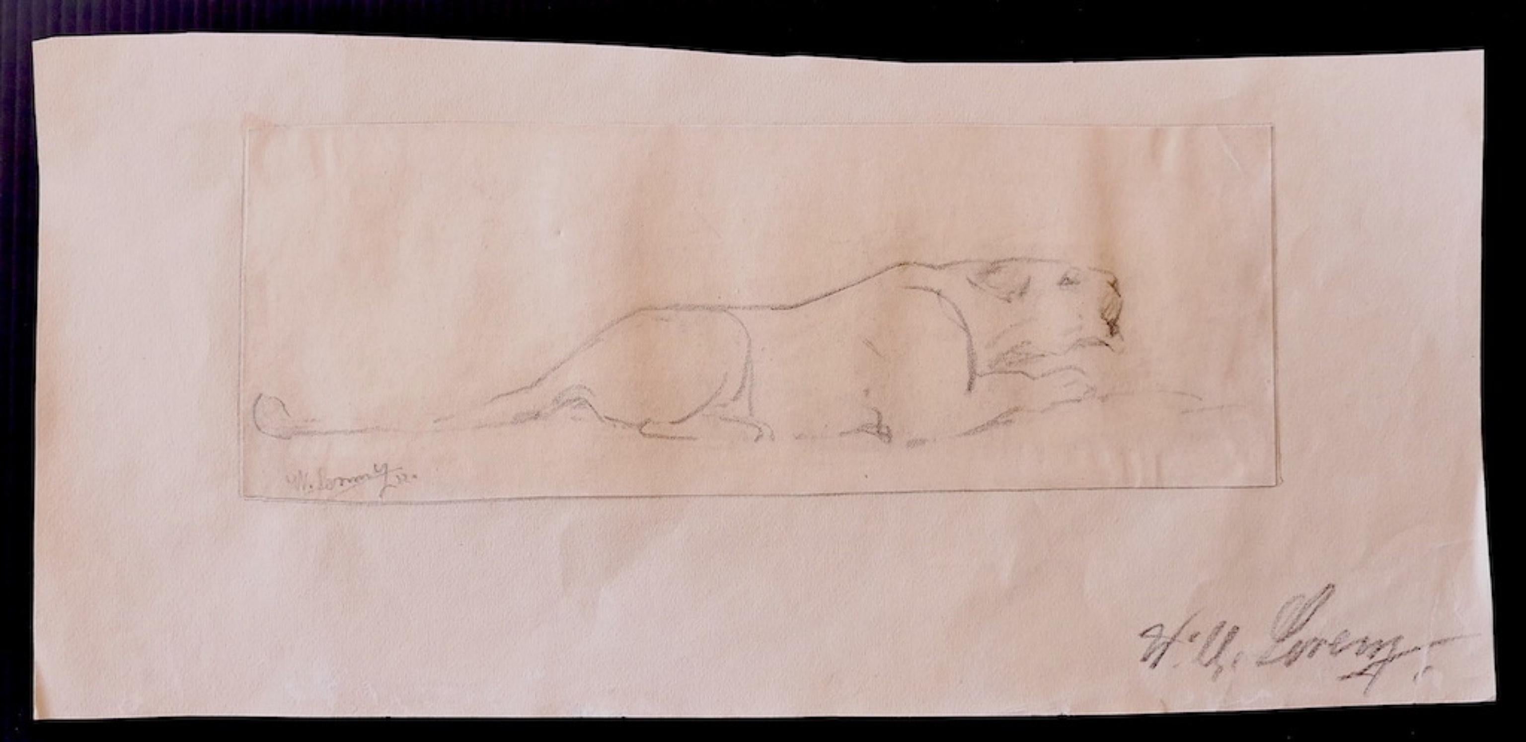 Étude du lion - dessin original de Wilhelm Lorenz - 1932